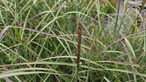 Miscanthus sinensis Neil Lucas