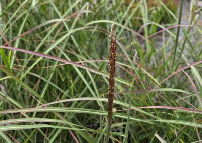 Miscanthus sinensis Neil Lucas