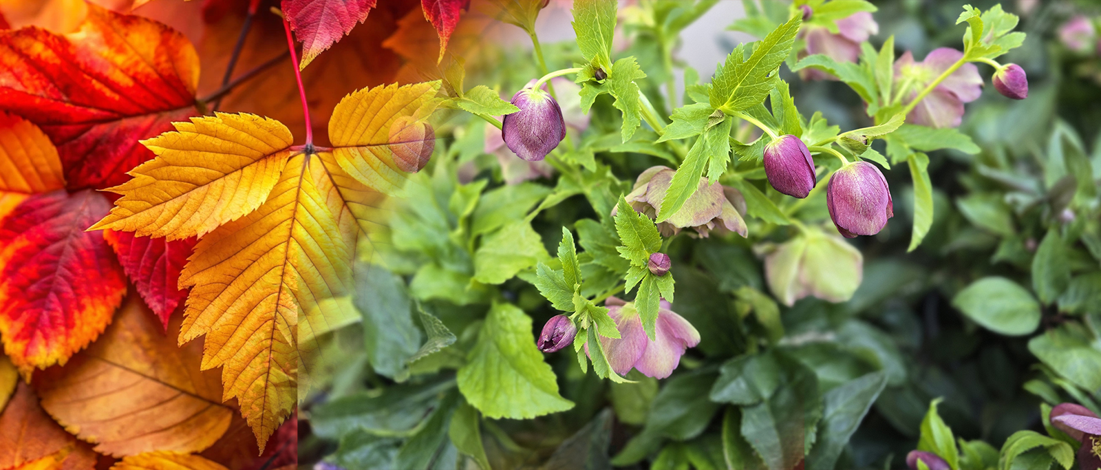 Čemeřice Helleborus VIV