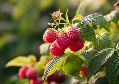 Maliník (Rubus idaeus)