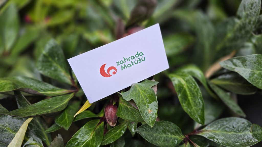 Helleborus VIV Valeria