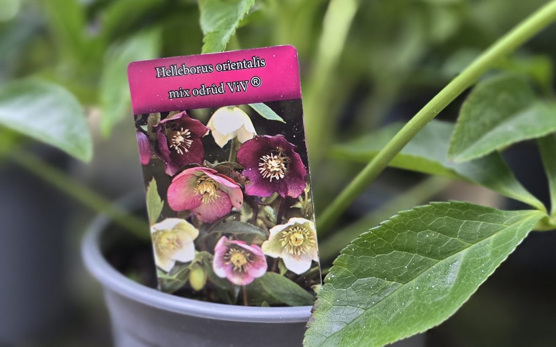 Helleborus VIV Valeria