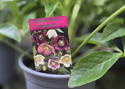 Helleborus VIV Valeria