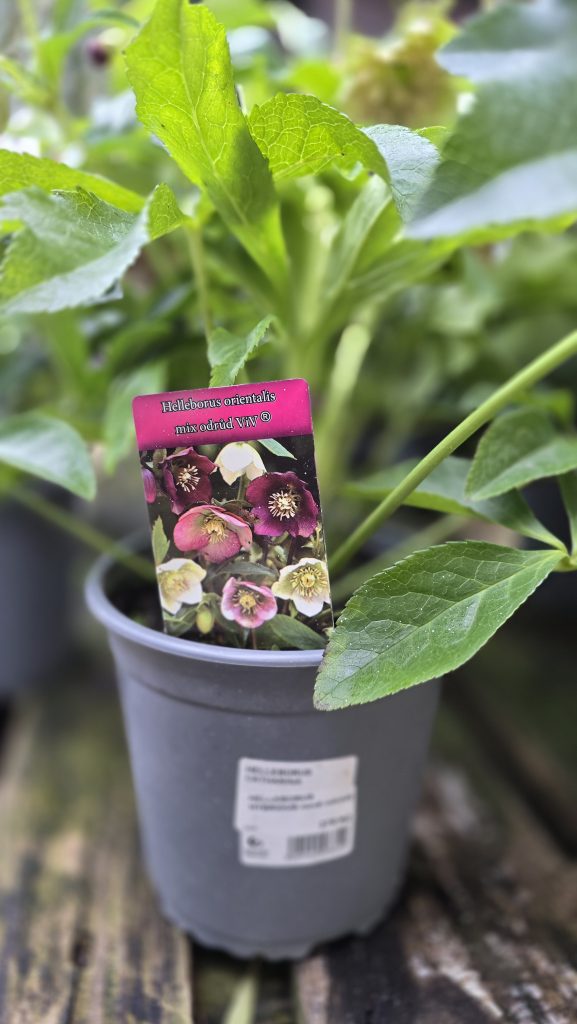 Helleborus VIV Valeria