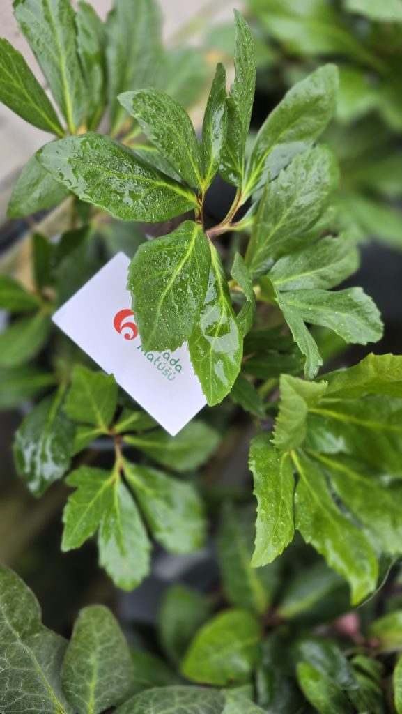 Helleborus VIV George