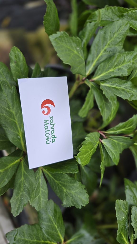 Helleborus VIV George