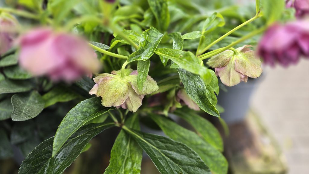 Helleborus VIV Laura