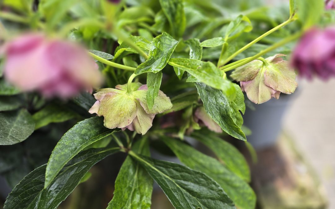 Helleborus VIV Laura