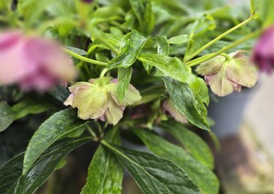 Helleborus VIV Laura