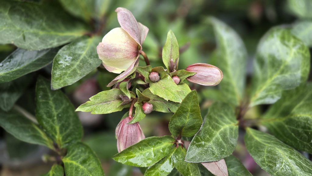 Helleborus VIV Valeria