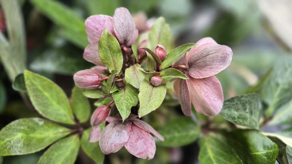 Helleborus VIV Valeria