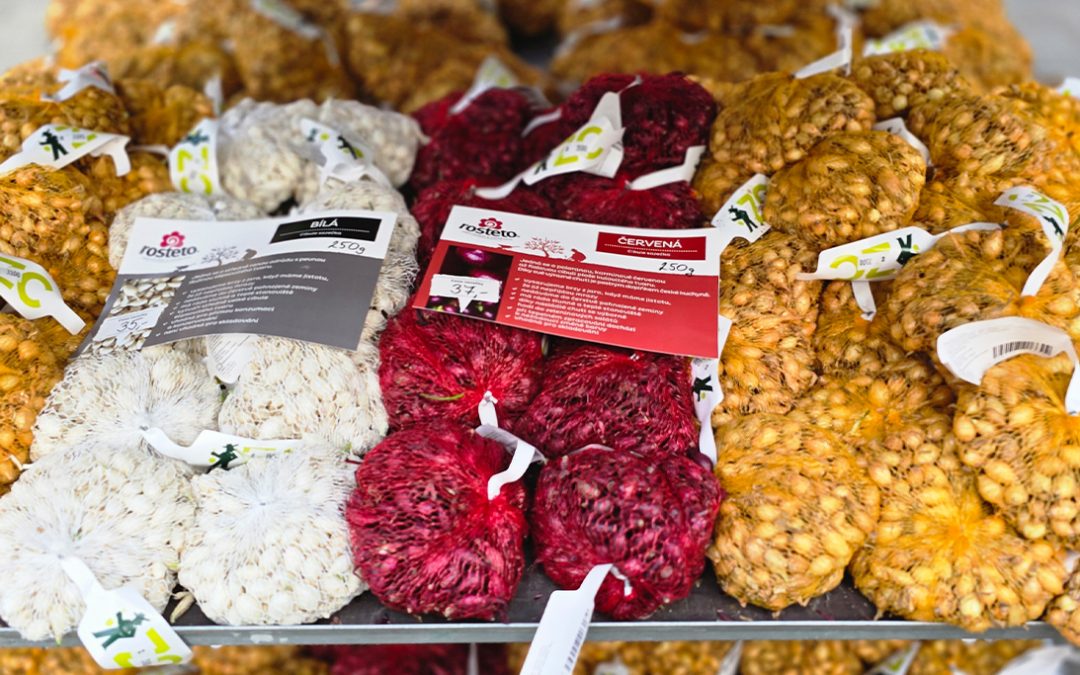 🧅Cibule, šalotka a brambory jako z dětství