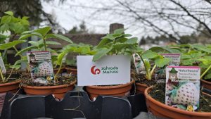 Jahody Zahrada Matúšů