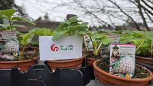 Jahody Zahrada Matúšů