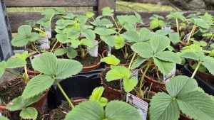 Jahody Zahrada Matúšů