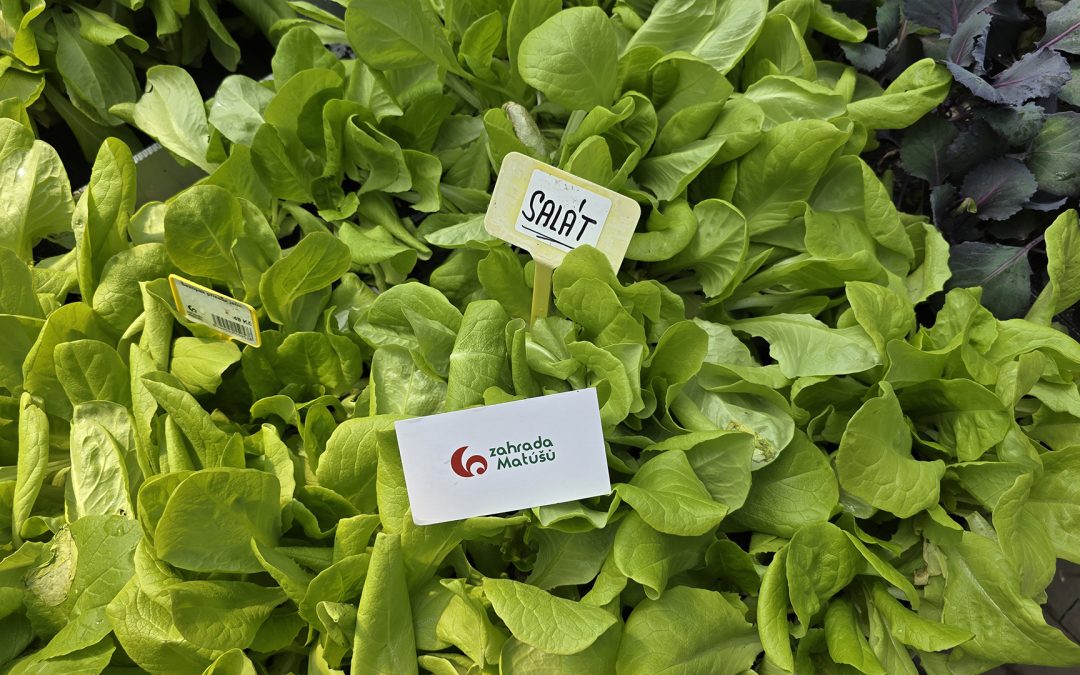 🥬Křupavá úroda z vašeho záhonu!