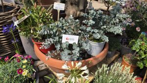 Eucalyptus