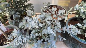 Eucalyptus