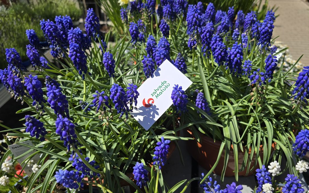 Levandule (Lavandula)