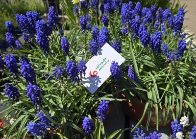 Levandule (Lavandula)