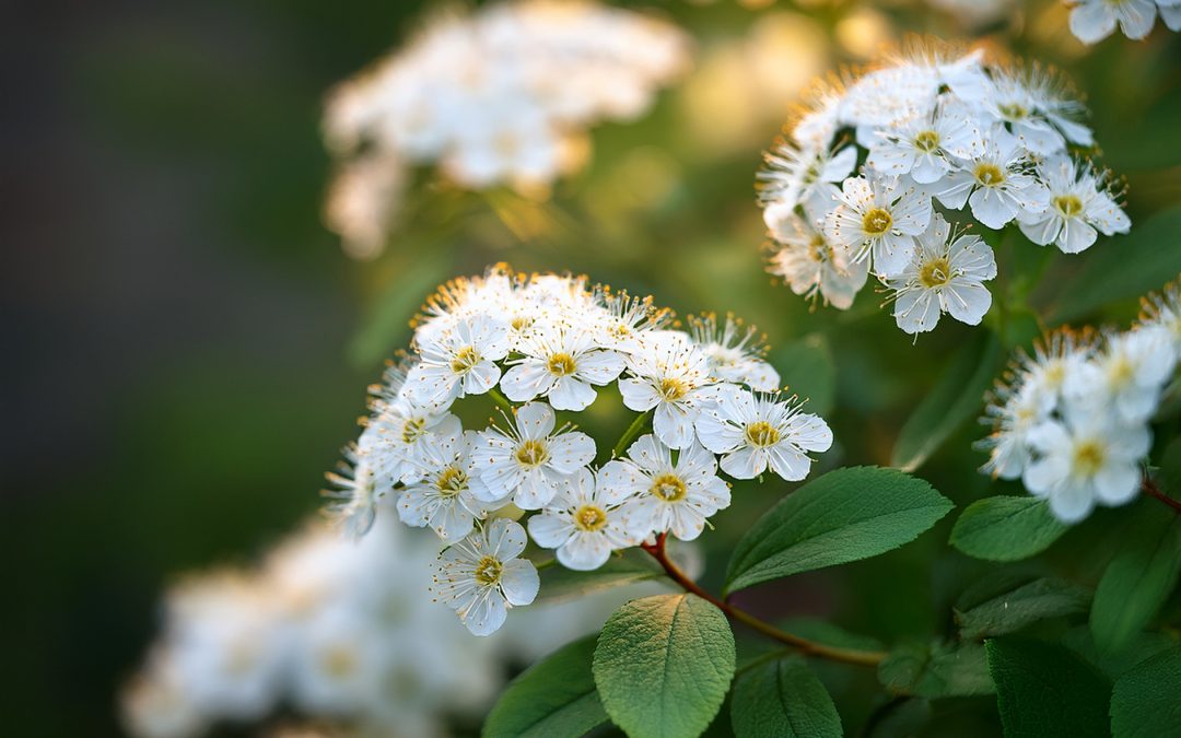 Tavolník (Spiraea)