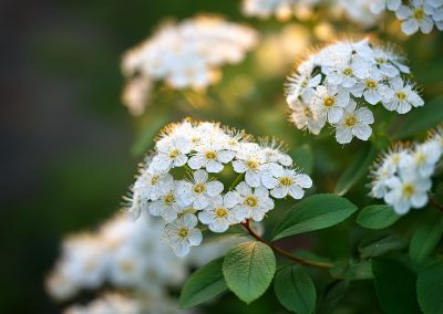 Tavolník (Spiraea)
