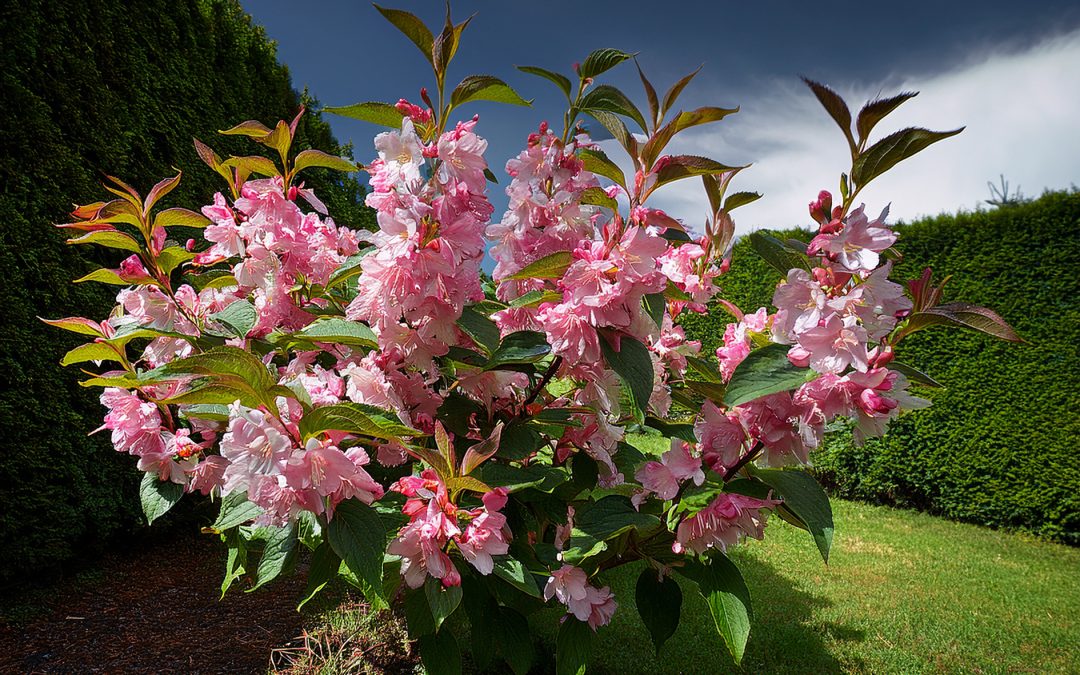 Vajgélie (Weigela)