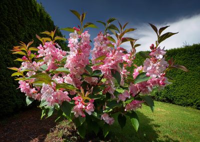 Vajgélie (Weigela)