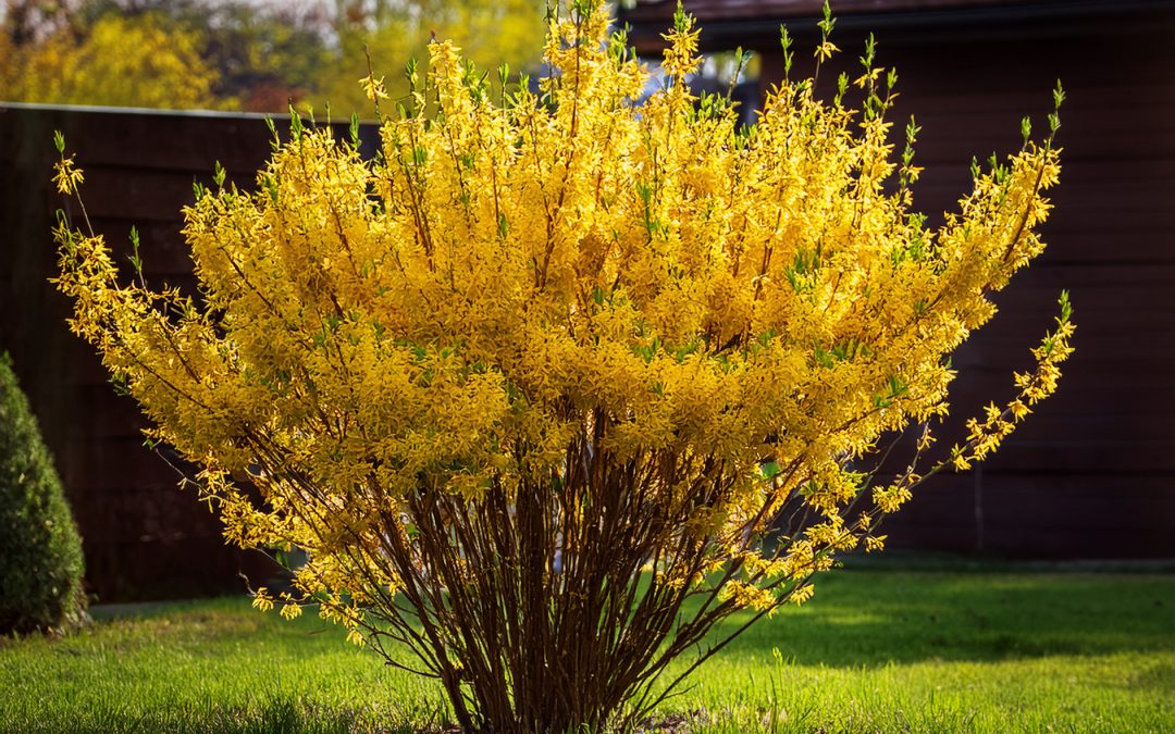 Zlatice (Forsythia)