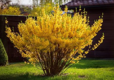 Zlatice (Forsythia)