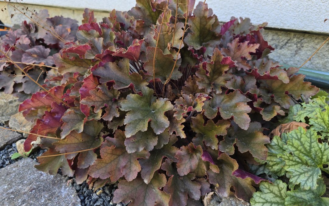 Dlužicha / Heuchera