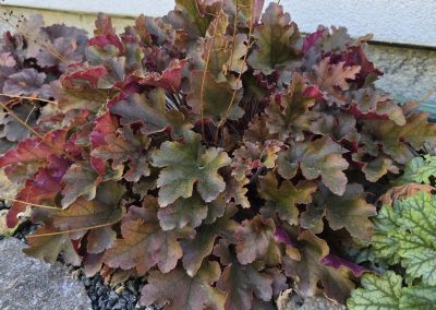 Dlužicha / Heuchera